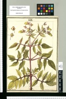 Calceolaria pinnata L. / J[ose]ph Brunete. Original drawing from Ruiz & Pavón's Expedition (1777-1816)