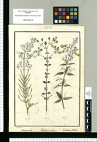 Calceolaria alba, Calceolaria cuneiformis y Calceolaria glauca / J[osep]h Rubio. Original drawing from Ruiz & Pavón's Expedition (1777-1816)