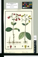 Calceolaria punicea y Calceolaria oblonga / Galvez del. Original drawing from Ruiz & Pavón's Expedition (1777-1816)
