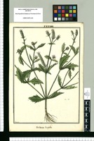 Verbena hispida / Brunete. Original drawing from Ruiz & Pavón's Expedition (1777-1816)