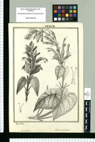 Salvia plumosa y Salvia acuminata / Joseph Rubio. Original drawing from Ruiz & Pavón's Expedition (1777-1816)