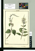 Salvia procumbens y Salvia punctata / Ysidro de Galvez. Original drawing from Ruiz & Pavón's Expedition (1777-1816)