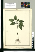 Peperomia foliiflora / Galvez. Original drawing from Ruiz & Pavón's Expedition (1777-1816)