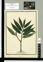 Peperomia pilosa / Galvez. Original drawing from Ruiz & Pavón's Expedition (1777-1816)