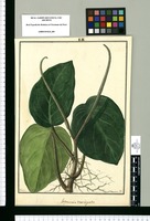 Peperomia variegata / Galvez. Original drawing from Ruiz & Pavón's Expedition (1777-1816)