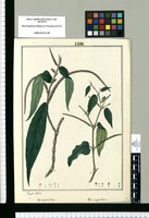 Piper angustifolium y Piper unguiculatum / Joseph Rubio. Original drawing from Ruiz & Pavón's Expedition (1777-1816)