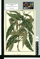 Piper angustifolium / Fran[cis]co Pulgar. Original drawing from Ruiz & Pavón's Expedition (1777-1816)