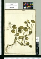 Heteranthera reniformis / J[ose]ph Brunete. Original drawing from Ruiz & Pavón's Expedition (1777-1816)
