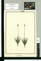 Xyris subulata / Galvez. Original drawing from Ruiz & Pavón's Expedition (1777-1816)