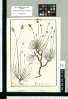 Plantago congesta y Plantago sericea / Rubio. Original drawing from Ruiz & Pavón's Expedition (1777-1816)
