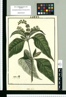 Buddleja spicata / Fran[cis]co Pulgar. Original drawing from Ruiz & Pavón's Expedition (1777-1816)