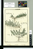 Hedyotis conferta, Hedyotis filiformis y Hedyotis juniperifolia / Isidro de Galvez. Original drawing from Ruiz & Pavón's Expedition (1777-1816)