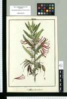 Embothrium lanceolatum. Original drawing from Ruiz & Pavón's Expedition (1777-1816)