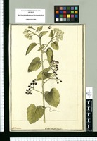 Cissus compressicaulis / J[ose]ph Brunete. Original drawing from Ruiz & Pavón's Expedition (1777-1816)