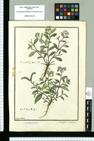 Heliotropium pilosum y Heliotropium microstachyum / Ysidro de Galvez. Original drawing from Ruiz & Pavón's Expedition (1777-1816)