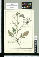 Aldea pinnata y Lithospermum tinctorium. Original drawing from Ruiz & Pavón's Expedition (1777-1816)
