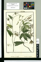 Convolvulus crenatifolius y Convolvulus macrocalyx / I[sidro] Galvez. Original drawing from Ruiz & Pavón's Expedition (1777-1816)