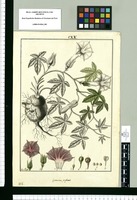 Ipomoea papiru / Fran[cis]co Pulgar. Original drawing from Ruiz & Pavón's Expedition (1777-1816)