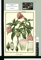 Lisianthus [sic] calygonus / Galvez. Original drawing from Ruiz & Pavón's Expedition (1777-1816)