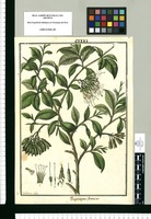 Periphragmos flexuosus / Is[idro] Galvez delin. Original drawing from Ruiz & Pavón's Expedition (1777-1816)