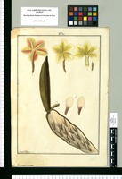 Plumeria carinata / Fran[cis]co Pulgar. Original drawing from Ruiz & Pavón's Expedition (1777-1816)