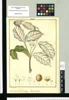 Tabernaemontana : Genus novum V[ulgo] Sanango / José Rivera del. Original drawing from Ruiz & Pavón's Expedition (1777-1816)