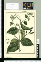 Tournefortia volubilis / Galvez. Original drawing from Ruiz & Pavón's Expedition (1777-1816)