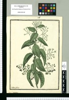 Cestrum auriculatum / Ysidro Galvez. Original drawing from Ruiz & Pavón's Expedition (1777-1816)