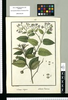 Solanum crispum y Solanum lineatum / Ysidro de Galvez. Original drawing from Ruiz & Pavón's Expedition (1777-1816)