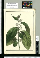 Solanum nutans / Brunete. Original drawing from Ruiz & Pavón's Expedition (1777-1816)
