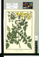 Solanum peruvianum / Fran[cis]co Pulgar. Original drawing from Ruiz & Pavón's Expedition (1777-1816)