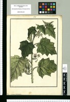 Solanum incarceratum / Brunete. Original drawing from Ruiz & Pavón's Expedition (1777-1816)