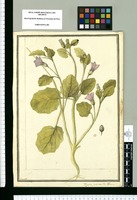 Physalis prostrata Flor. Peruana / Brunete. Original drawing from Ruiz & Pavón's Expedition (1777-1816)