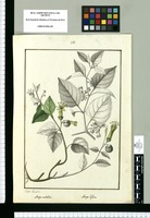 Atropa umbellata y Atropa biflora / Josef Rubio. Original drawing from Ruiz & Pavón's Expedition (1777-1816)