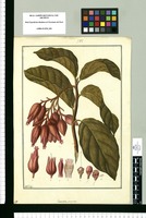 Juanulloa parasitica / Fran[cis]co Pulgar. Original drawing from Ruiz & Pavón's Expedition (1777-1816)