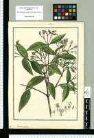 Portlandia corymbosa / Brunete. Original drawing from Ruiz & Pavón's Expedition (1777-1816)