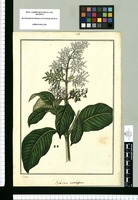 Psychotria amethystina / Galvez. Original drawing from Ruiz & Pavón's Expedition (1777-1816)
