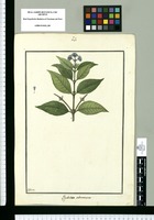 Psychotria subtomentosa / Galvez. Original drawing from Ruiz & Pavón's Expedition (1777-1816)