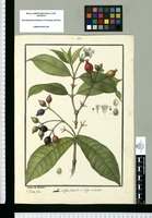 Coffea subsessilis y Coffea umbellata / Ysidro de Galvez. Original drawing from Ruiz & Pavón's Expedition (1777-1816)