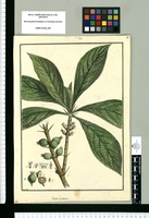 Randia pubescens / Brunete. Original drawing from Ruiz & Pavón's Expedition (1777-1816)
