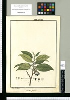 Ceanothus pubescens / Ysidro de Galvez. Original drawing from Ruiz & Pavón's Expedition (1777-1816)