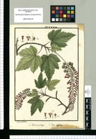 Ribes macrobotrys y Ribes albifolium / Ysidro de Galvez. Original drawing from Ruiz & Pavón's Expedition (1777-1816)