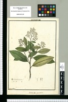 Stereoxylon paniculatum / Ysidro de Galvez. Original drawing from Ruiz & Pavón's Expedition (1777-1816)