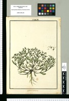 Hydrolea dichotoma / Brunete. Original drawing from Ruiz & Pavón's Expedition (1777-1816)