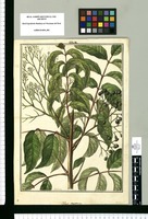Rhus striatum [sic]/ Galvez. Original drawing from Ruiz & Pavón's Expedition (1777-1816)