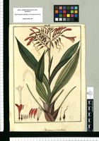 Pitcairnia pulverulenta / Fran[cis]co Pulgar. Original drawing from Ruiz & Pavón's Expedition (1777-1816)