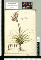 Tillandsia purpurea y Tillandsia virescens / Josef Brunete. Original drawing from Ruiz & Pavón's Expedition (1777-1816)
