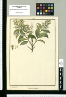Loranthus ellipticus / Is[idro] Galvez delin. Original drawing from Ruiz & Pavón's Expedition (1777-1816)