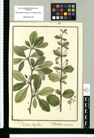 Berberis latifolia y Berberis tomentosa / Is[idro] Galvez. Original drawing from Ruiz & Pavón's Expedition (1777-1816)