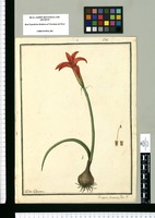 Amaryllis flammea / Ysidro Galvez. Original drawing from Ruiz & Pavón's Expedition (1777-1816)